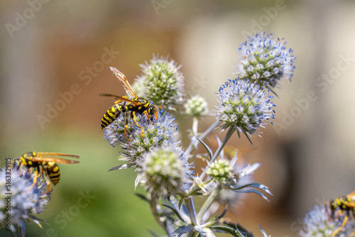 Wespe auf einer Flachblatt-Mannstreu Pflanze © Mr.Stock