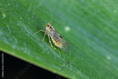 Tiny leafhopper - Laodelphax striatellus on a corn leaf. photo
