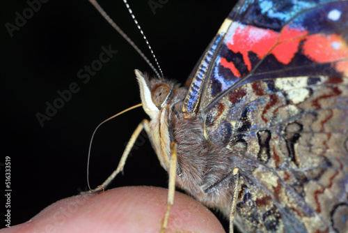 Red admiral (Vanessa atalanta, Pyrameis atalanta) Extreme magnification - Butterfly head and suction nozzle, portrait.