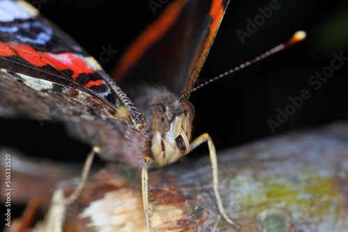 Foto Red admiral (Vanessa atalanta, Pyrameis atalanta) Extreme magnification - Butterfly head, portrait