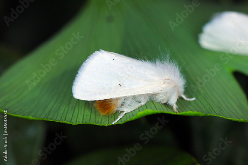 Brown-tail moth, Brown-tail (Euproctis chrysorrhoea). photo