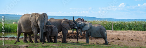 Elephants bathing, Addo Elephant Park South Africa, Family of Elephants in Addo Elephant park, Elephants taking a bath in a water poolwith mud. African Elephants photo