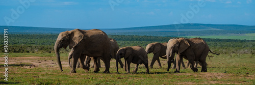 Elephants bathing, Addo Elephant Park South Africa, Family of Elephants in Addo Elephant park, Elephants taking a bath in a water poolwith mud. African Elephants photo