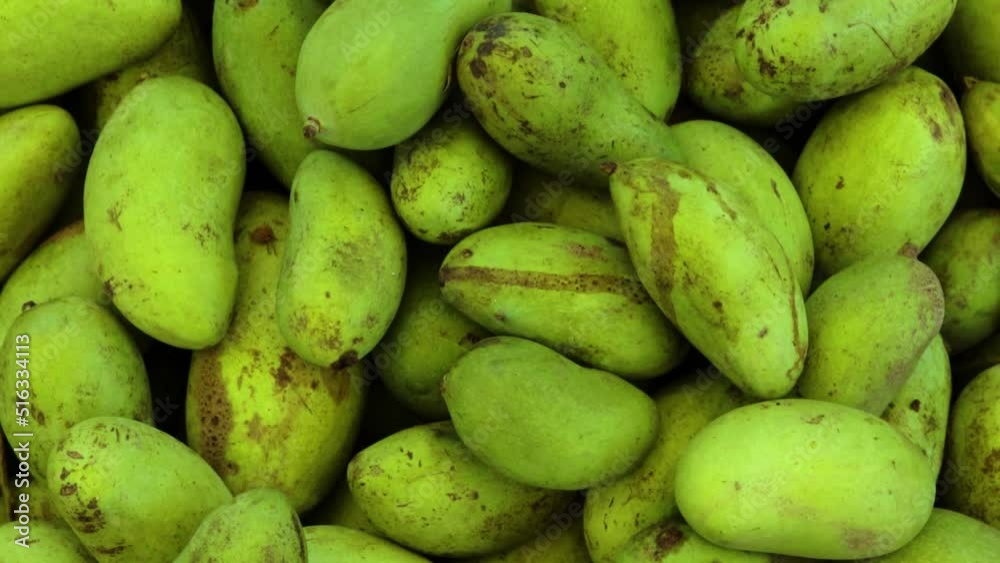 unripe mangoes from farm close up from different angle unripe mangoes from farm close up from different angle