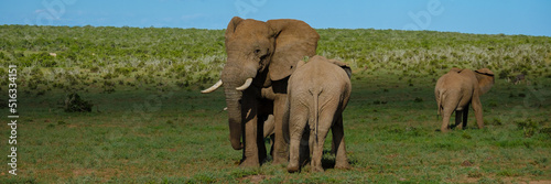 Elephants bathing, Addo Elephant Park South Africa, Family of Elephants in Addo Elephant park, Elephants taking a bath in a water poolwith mud. African Elephants photo