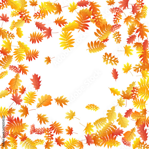 Oak, maple, wild ash rowan leaves vector, autumn foliage on white background.