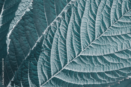 Green veined leaf macro, close up, background © bermuda cat