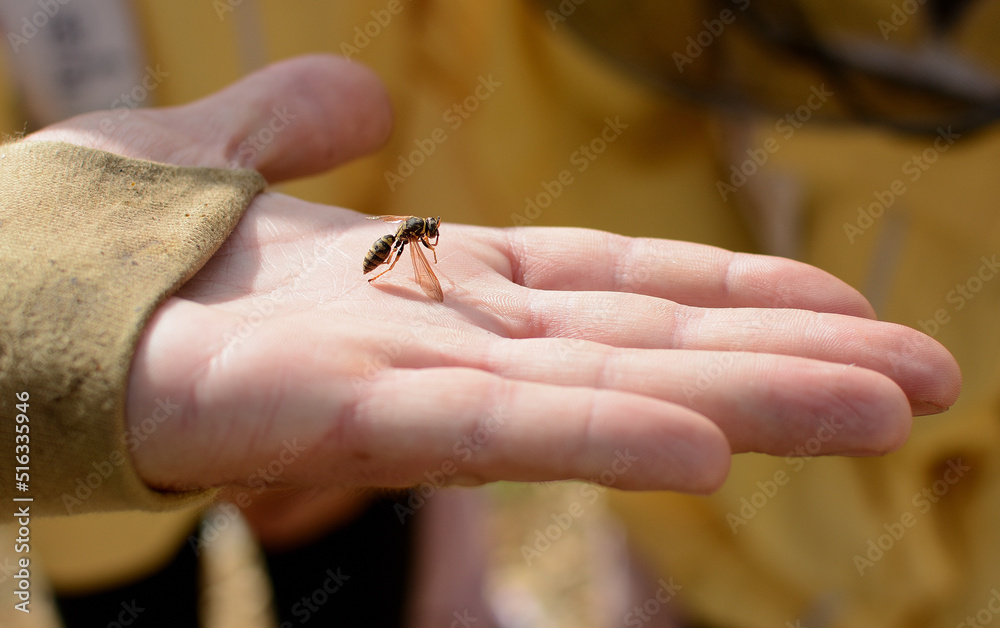 Pszczoła na dłoni 