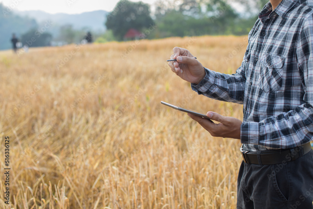 Farmer giving advice on wheat work online on tablet in wheat field Farmer giving advice on wheat work online on tablet in wheat field