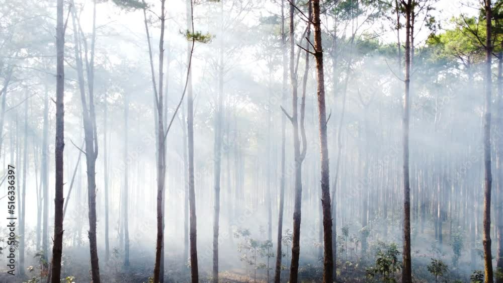 Smoke in forest coming from fire outbreak. Pan right Smoke in forest coming from fire outbreak. Pan right