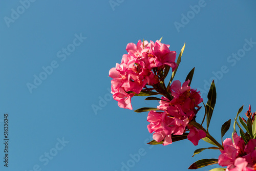 Blooming pink flowers against the blue-sky background