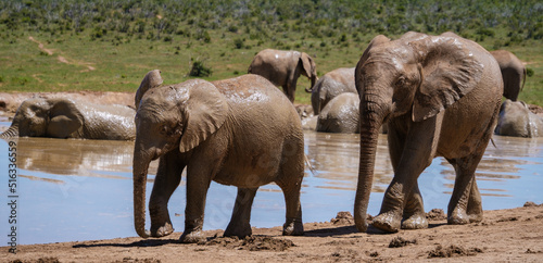 Elephants bathing, Addo Elephant Park South Africa, Family of Elephants in Addo Elephant park, Elephants taking a bath in a water poolwith mud. African Elephants photo