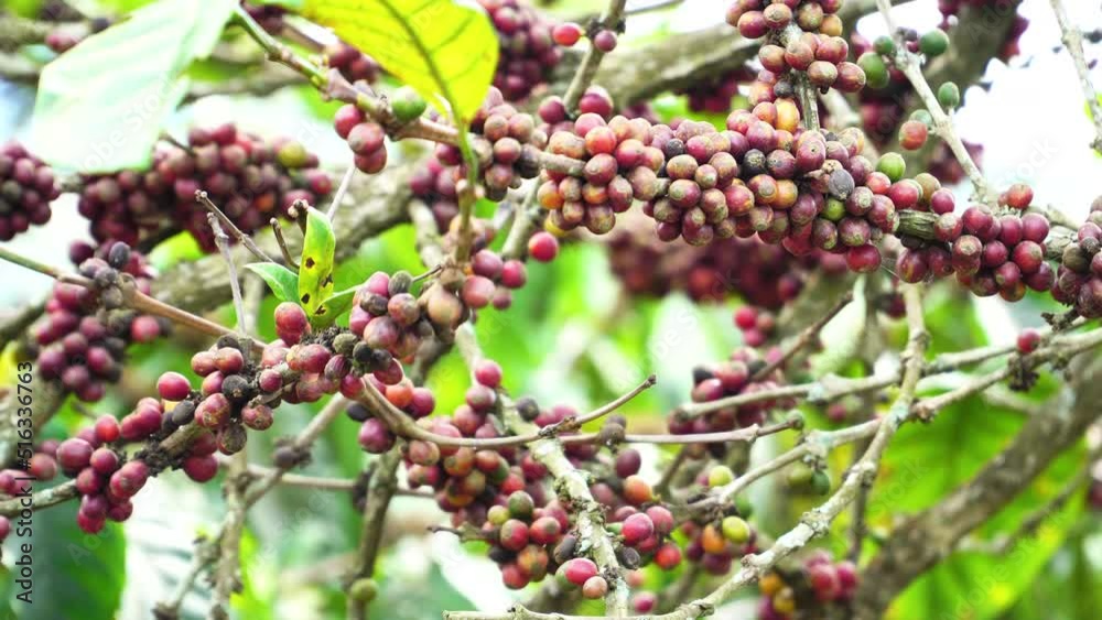 Ripe Fruits Of Coffea Tree Ready For Harvesting In The Plantation. - close up Ripe Fruits Of Coffea Tree Ready For Harvesting In The Plantation. - close up