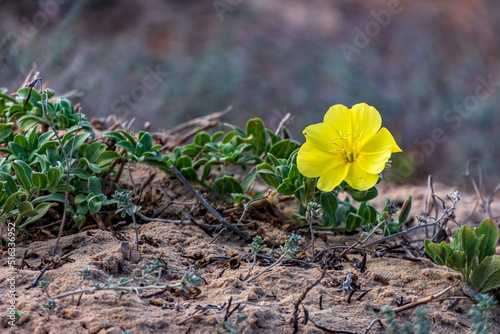 Yellow flower of Oenothera drummondii closeup on blurred background