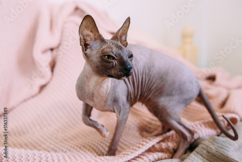  Sphynx cat sits at home on the bed wrapped in a warm knitted blanket