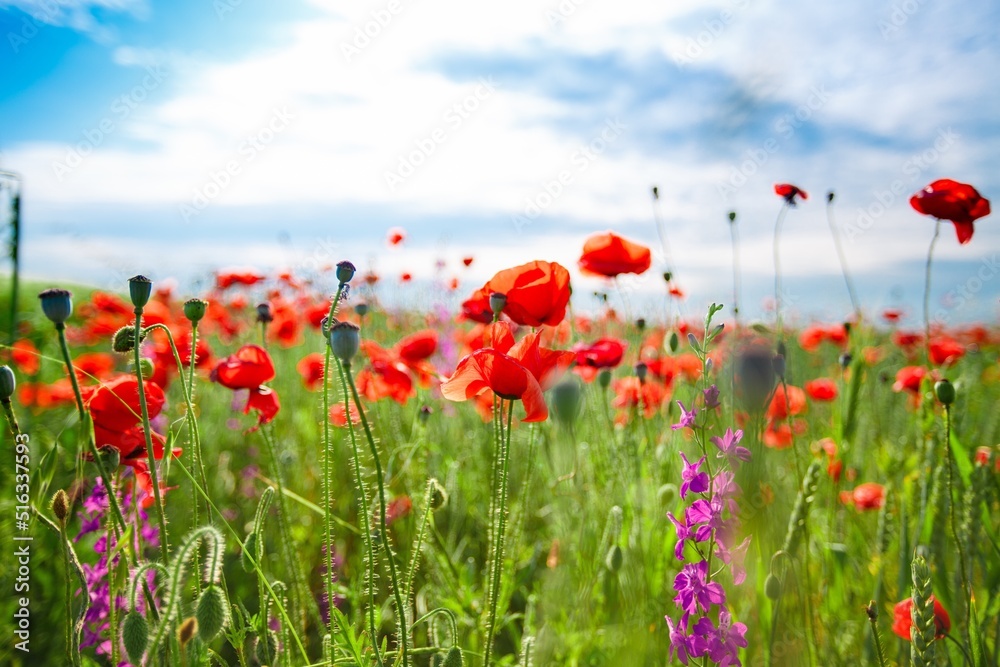 Obraz premium Poppy field in full bloom against sunlight. Field of red poppys. Remembrance Day, Memorial Day,