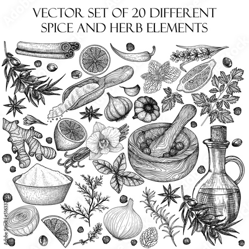 Vector set of 20 different spice and herb elements. Rosemary, peppercorns, lavender, anise, cinnamon, onion, mint, lemon, chili, curry, parsley, garlic, dill, curry, ginger, saffron, basil, vanilla
