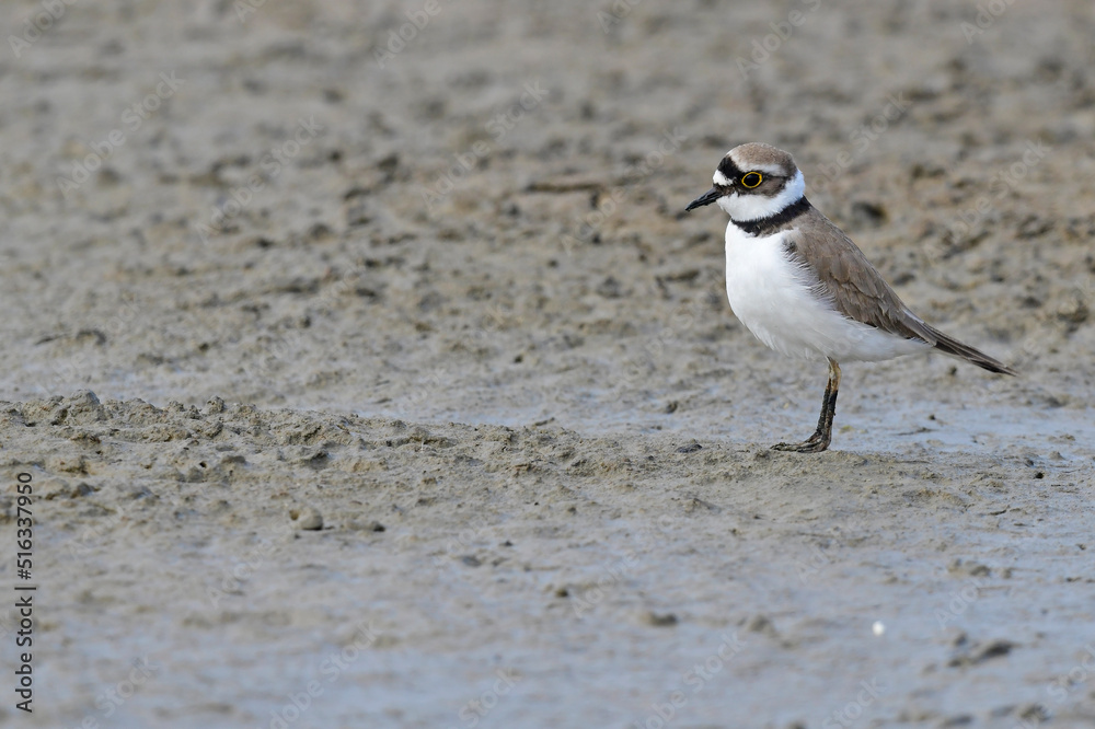 Flussregenpfeifer // Little ringed plover (Charadrius dubius) Flussregenpfeifer // Little ringed plover (Charadrius dubius)