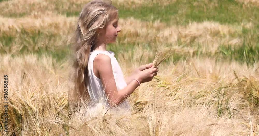 happy little girl with white long hair in a white dress in a field with golden wheat in windy sunny weather happy little girl with white long hair in a white dress in a field with golden wheat in windy sunny weather