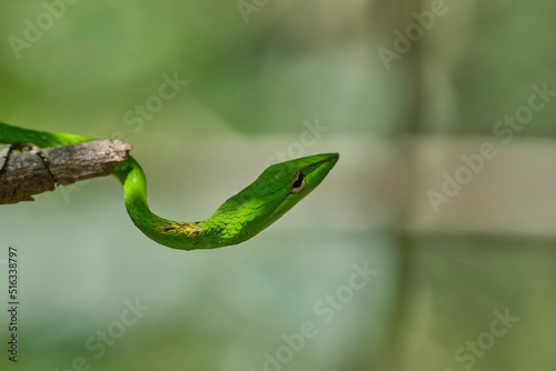 Closeup shot of a green vine snake head on a tree branch photo