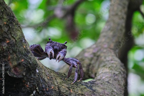 Closeup shot of a purple mangrove crab on a tree branch