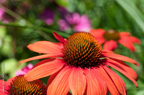 Roter Sonnenhut echinacea purpurea