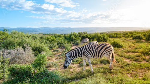 AZebra in the Africa, Addo Elephant Park South Africa, Family of zebra in Addo elephant park, African zebra in the park