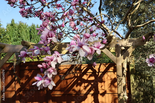 The new flowers on a magnolia tree in March above a pergola in an English garden.The sky is clear and blue in the background