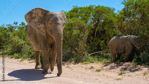 Elephants bathing, Addo Elephant Park South Africa, Family of Elephants in Addo Elephant park, Elephants taking a bath in a water poolwith mud. African Elephants photo