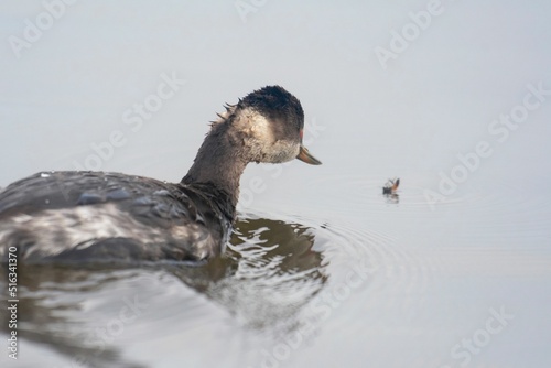 Black-necked Grebe Podiceps nigricollis, Thailand photo