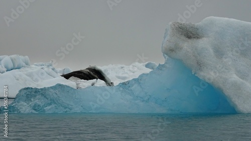 Joekulsarlon, Iceland photo