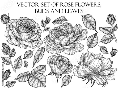 Vector set of graphic linear rose flowers, buds and leaves