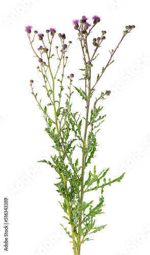 Cirsium arvense bush with flowers, isolated on white background. Herbal medicine. Clipping path.