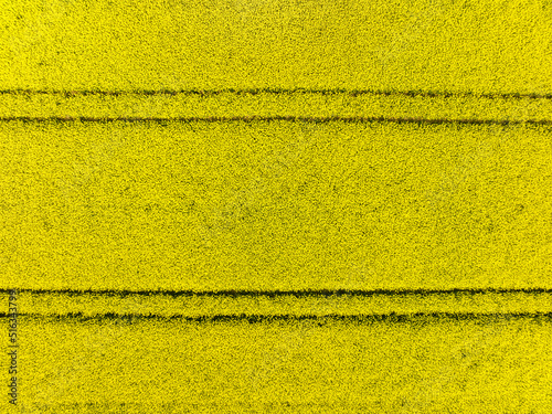 Abstract aerial top view of rapeseed field with tractor tracks, Muensterland, Nordrhein-Westfalen, Germany.