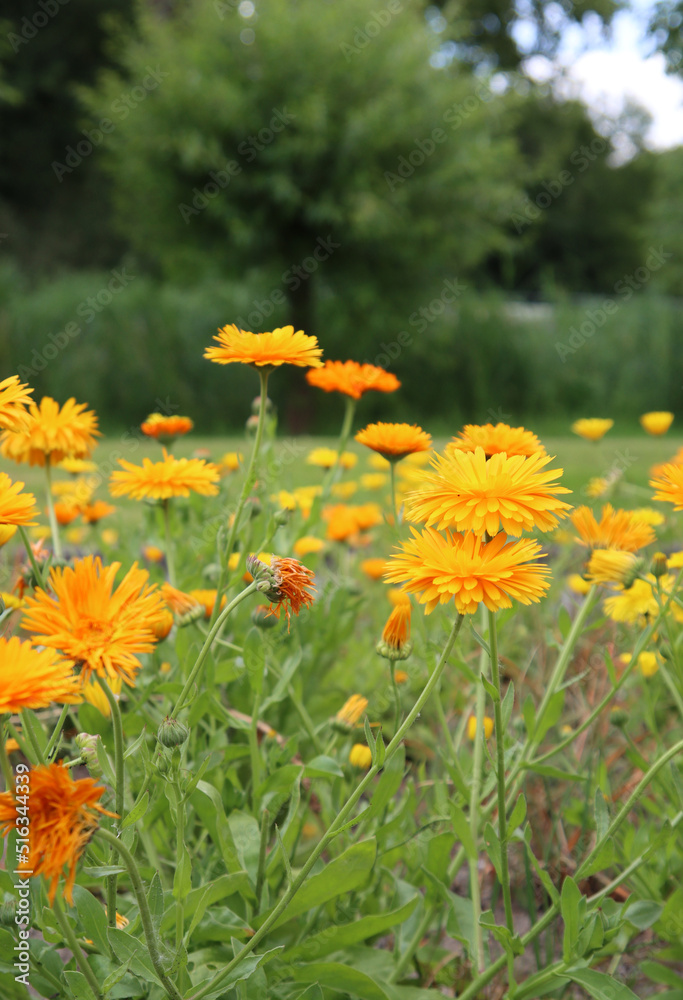 Green field full of yellow flowers. Close up photo of summer garden. Beautiful calendula flower. 