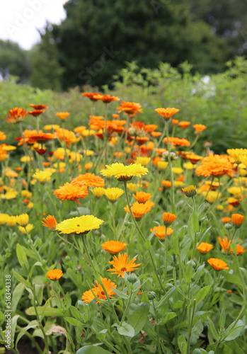 Meadow flowers close up photo. Yellow calendula flowers on a field. Summer garden photo. 