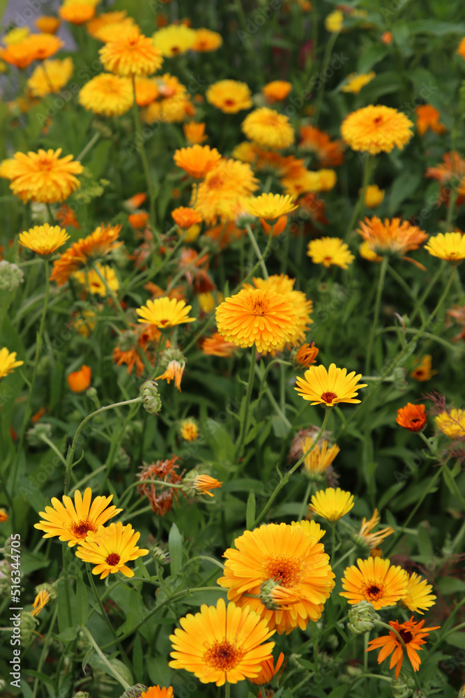 Green field full of yellow flowers. Close up photo of summer garden. Beautiful calendula flower. 