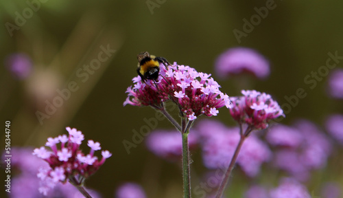 Fototapeta Naklejka Na Ścianę i Meble -  Bumblebee on purple Verbena flowers. Close up photo of flowering field. Summer day in a park. 