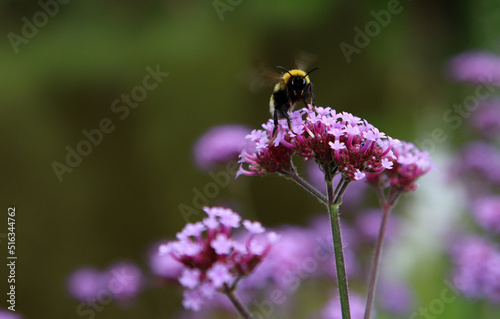 Bumblebee on purple Verbena flowers. Close up photo of flowering field. Summer day in a park. 