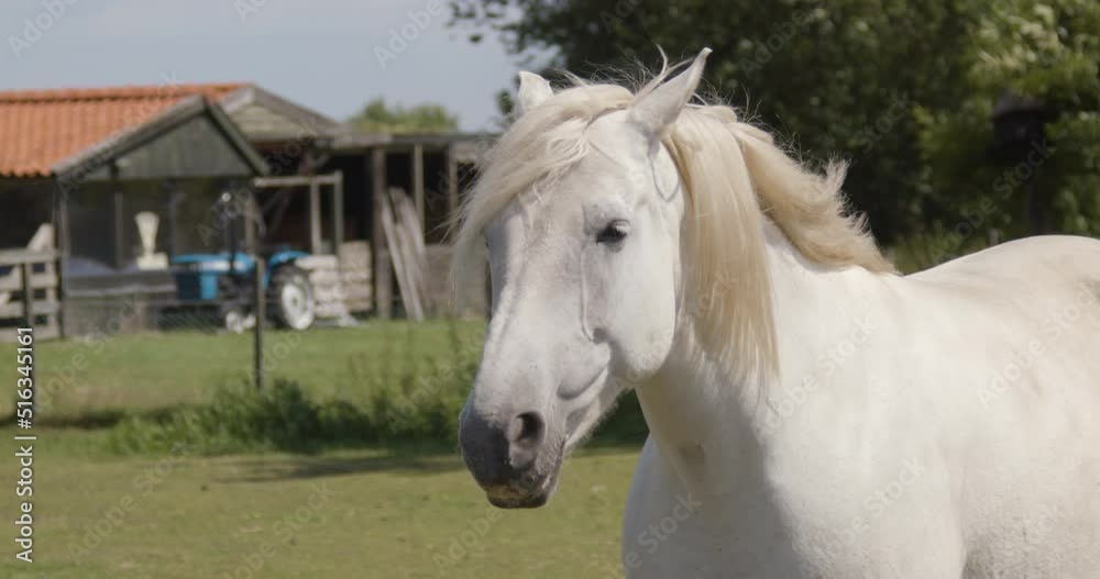 Wind blowing through the manes of horse standing in a pen - 240fps slow motion Wind blowing through the manes of horse standing in a pen - 240fps slow motion