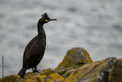 Fotografi European Shag resting on the cliffs