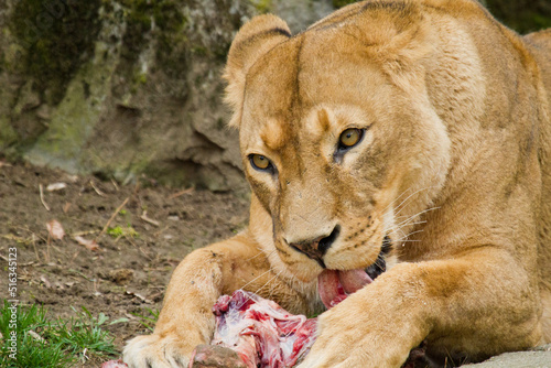 Junge Löwin (Panthera leo) beim Fressen photo