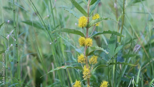 Naumburgia thyrsiflora. Tufted loosestrife on the swamp among the grass photo