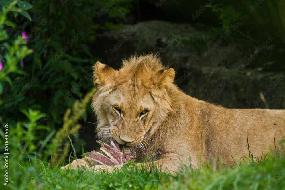 Obraz premium Löwe (Panthera leo) beim Fressen