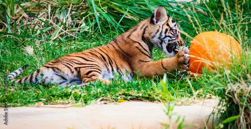 Closeup shot of a baby Sumatran tiger eating a pumpkin