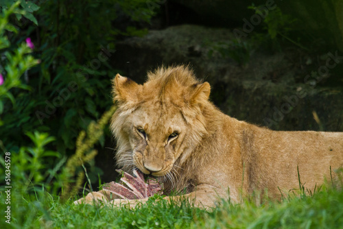 L  we  Panthera leo  beim Fressen