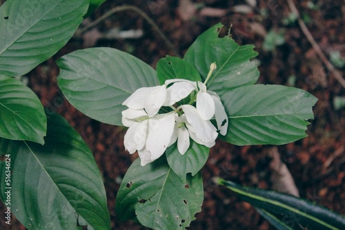 Closeup shot of a Mussaenda philippica plant in Kollam Kerala, India photo