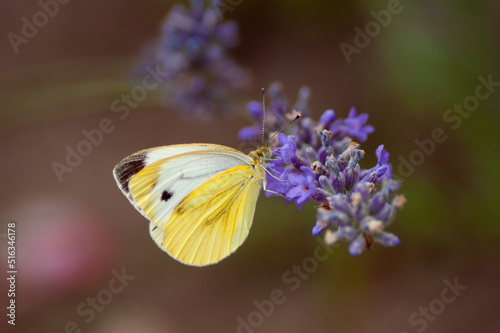 butterfly on flower