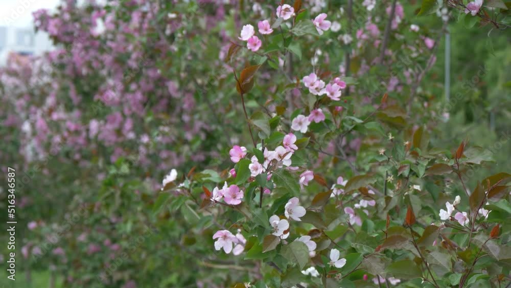 Branches of blooming apple trees in mid-summer. Pink and white flowers on branches of an apple trees sway in the wind in summer. Branches of blooming apple trees in mid-summer. Pink and white flowers on branches of an apple trees sway in the wind in summer.