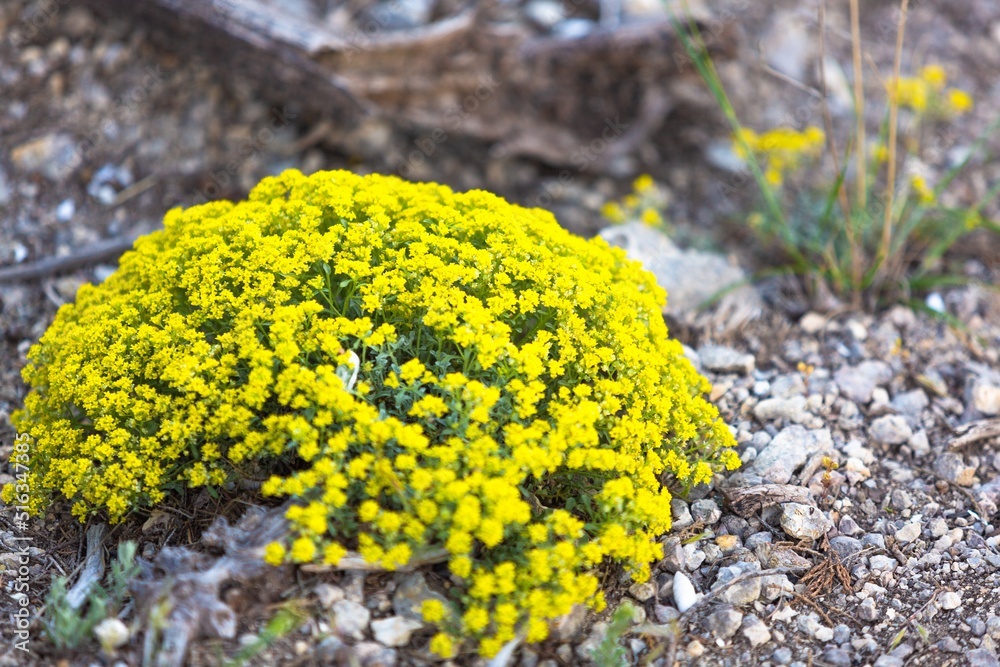 Obraz premium Grass with beautiful mount yellow flowers